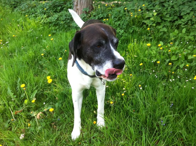 Dalmador © Martina Wolf Pflanze, Hund, Blume, Fleischfresser, Hunderasse, Halsband, Gras, Begleithund, Kitz, Wiese,