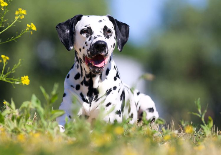 Dalmatian with all black ears What breed of dog suits me? Which breed suits fish? Dalmatian.