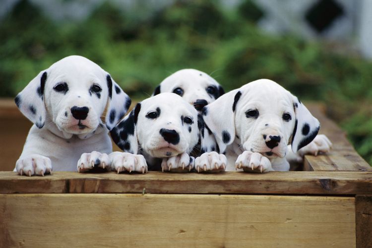 dog, mammal, dalmatian puppies, vertebrate, canidae, dog breed, carnivore, puppy, non-sporting group, muzzle, small white dog with black spots