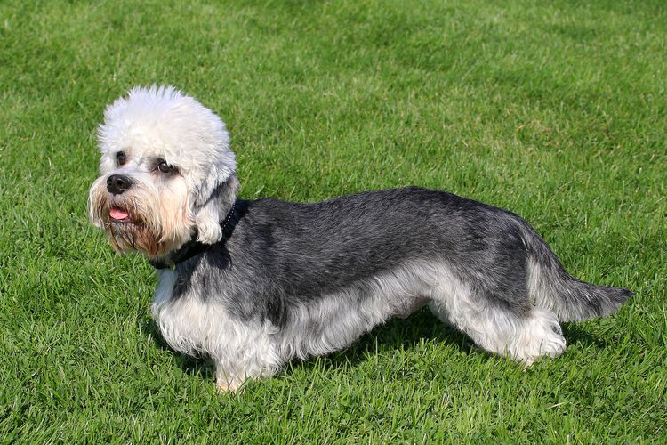 Lustiger Dandie Dinmont Terrier in einem Garten