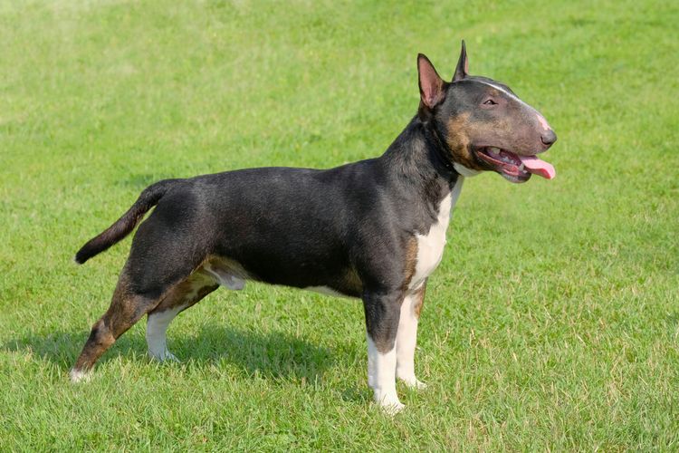 Das Porträt des Miniature Bull Terriers im Garten