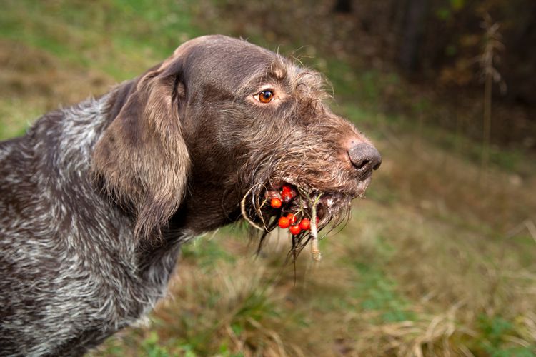 pointer alemán de pelo duro marrón y blanco, raza de perro alemán, perro de caza mayor, perro de pelo duro con bayas en la boca