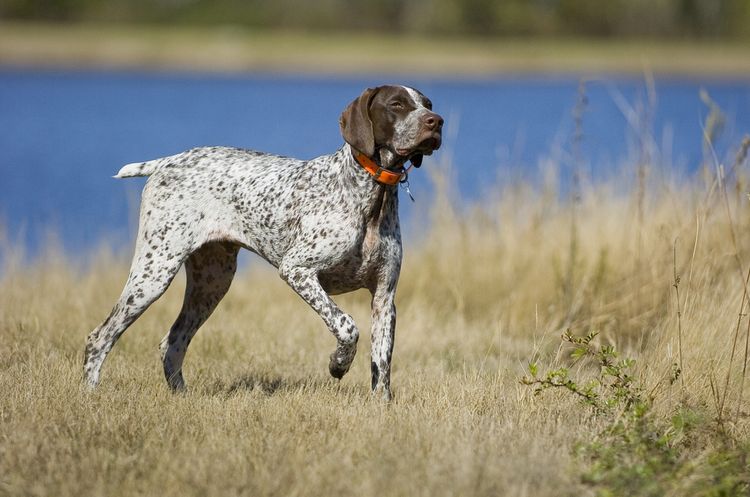 Deutsch Kurzhaar Ganzkörper Foto, Deutsche Hunderasse, Deutsche Pointer zeigt an dass er was gefunden hat, deutscher Jagdhund, Hund mit kurzem Schwanz, deutscher Hund mit kurzer Rute