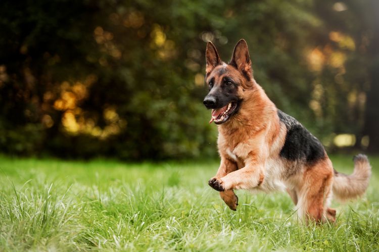 Hund, Säugetier, Deutscher Schäferhund läuft über eine Wiese und ein Feld, Wirbeltier, Ähnliche Rasse wie Altdeutscher Schäferhund, Canidae, Hunderasse, Fleischfresser, Rasse ähnlich Osteuropäischer Schäferhund, Hund ähnlich Königlicher Schäferhund,