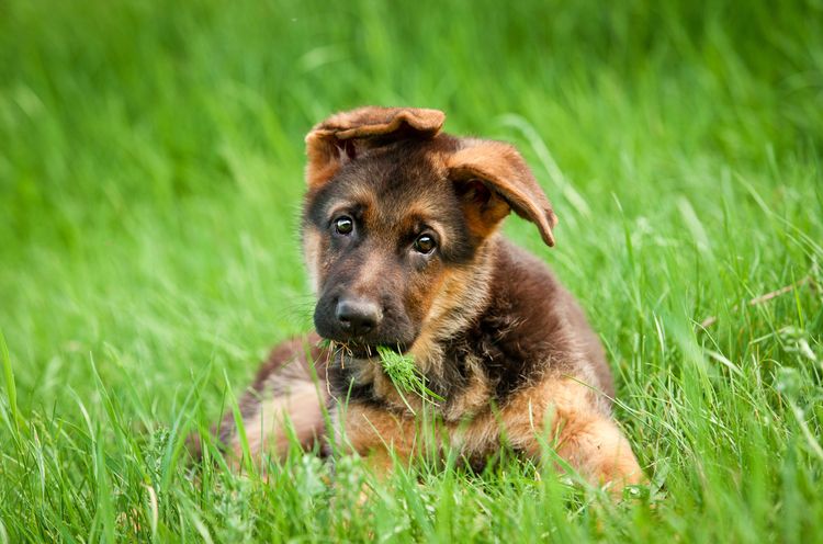 Dog, mammal, vertebrate, dog breed, Canidae, grass, carnivore, green, muzzle, puppy, German shepherd puppy with crooked ears because they are not yet right, brown dog breed from Germany, police dog, list dog, very strenuous dog breed, subordination