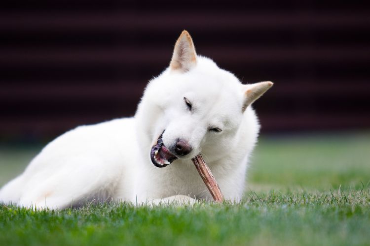 Pflanze,Hund,Hunderasse,Fleischfresser,Gras,Begleithund,Landtier,Baum,Schnauze,Schnurrhaare, weißer Schäferhund kaut an einem Kausnack auf einer Wiese, Dibo Kauartikel