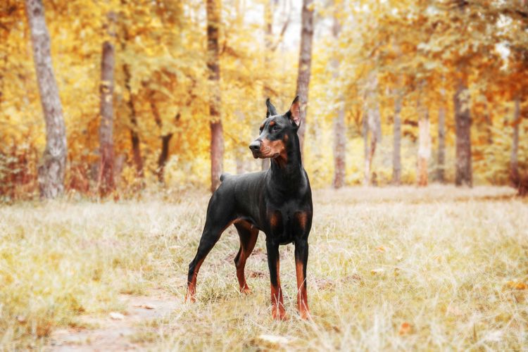 Hund, Säugetier, Wirbeltier, Hunderasse, Dobermann mit kupiertem Schwanz und Stehohren, Canidae, Wachhund, Rasse ähnlich Manchester Terrier, Toy Manchester Terrier, Rasse Pinscher,