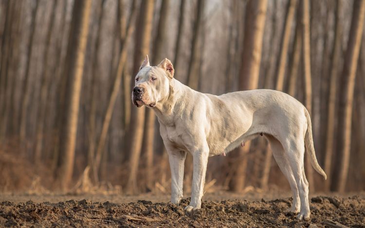 Hund, Säugetier, Wirbeltier, Canidae, Hunderasse, Fleischfresser, Dogo Argentino, Cordoba Kampfhund, argentinische Dogge mit kupierten Ohren, muskulöse Hunderasse, Wachhund, Alaunt, Hund im Wald, Muskeln beim Hund, großer weißer Hund, Kampfhund, Listenhund