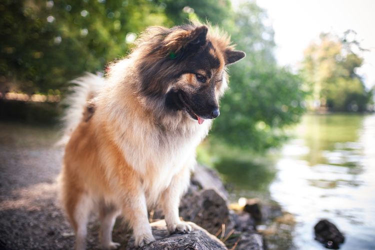 Elo kutya a vízen, Wolfsspitzhez hasonló kutya, Eurázsiához hasonló kutya, hosszú pofájú és szúrós fülű kutya, családi kutya kevés vadászösztönnel, keverék Eurázsiában, nem elismert kutyafajta.