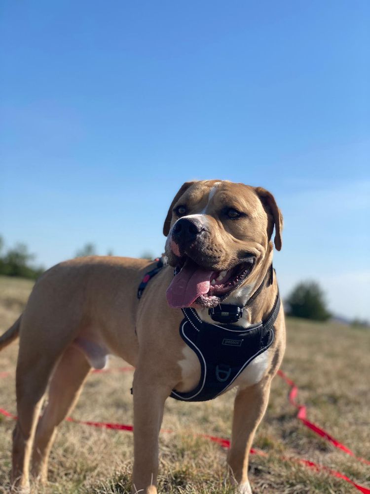 EngAm Bulldog © Konstanze Preuß Himmel,Hund,Fleischfresser,Hunderasse,Halsband,Rehkitz,Pflanze,Begleithund,Landschaft,Gras,