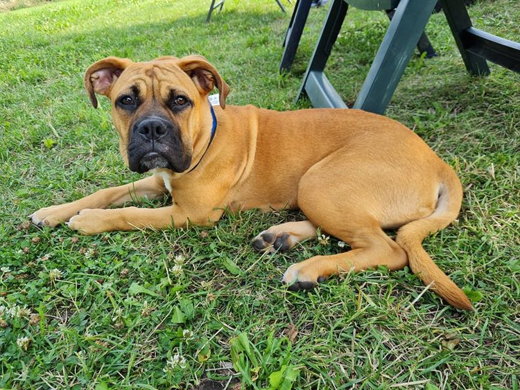 Hund, Boxer, Fleischfresser, Gras, Rehkitz, Begleithund, Hunderasse, Pflanze, Schnauze, Langeweile,