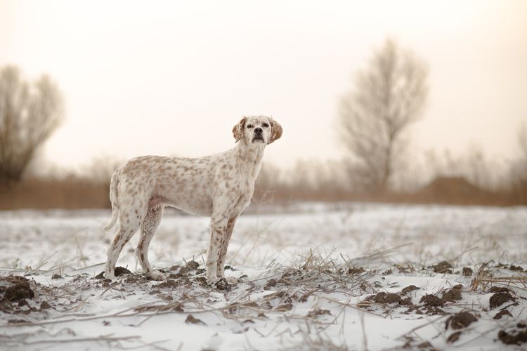 Proteger las patas del perro en invierno