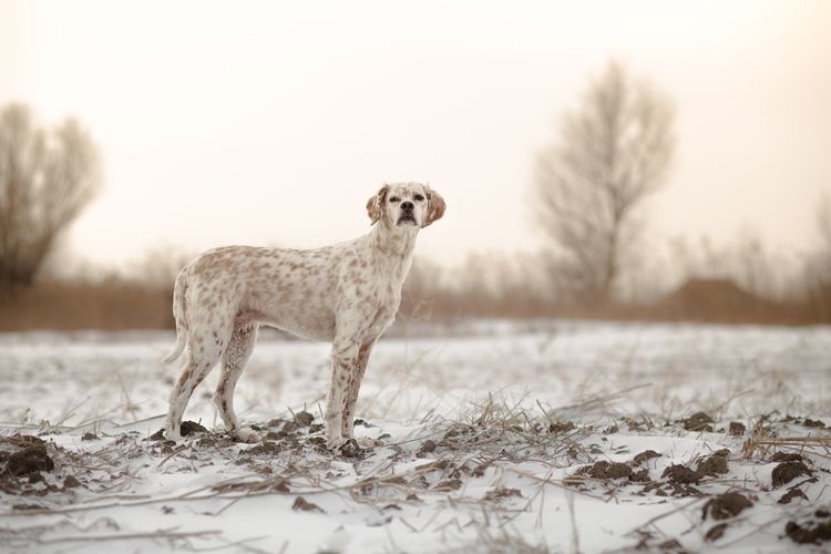 English Pointer in the snow Protect dog paws in winter