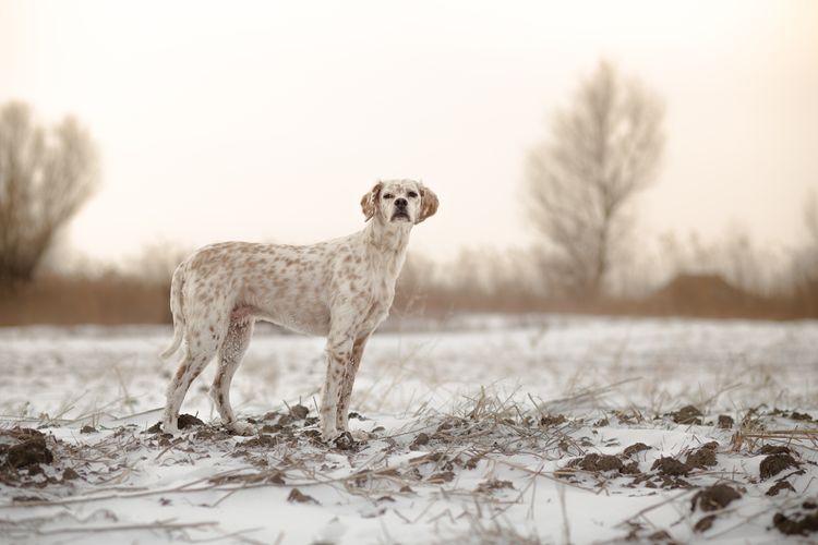 Protéger les pattes des chiens en hiver