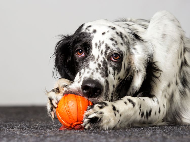 Intelligenzspielzeug für Hund, hund kauft auf Ball, oranger Ball den man füllen kann mit Leckerchen für Hunde, English Setter mit schwarz und weißem Fell, große Hunderasse