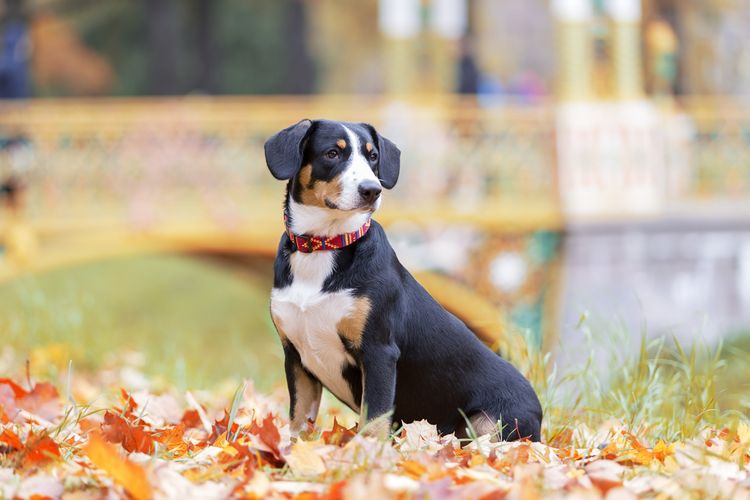 Entlebucher Sennenhund sitzt auf einer Wiese, schwarz braun weißer Hund, mittelgroße Hunderasse
