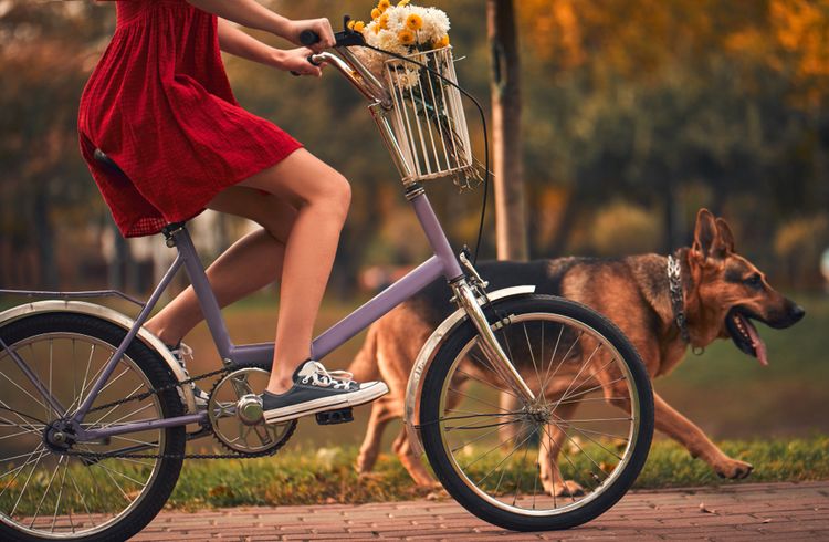 Shepherd dog cycling with owner