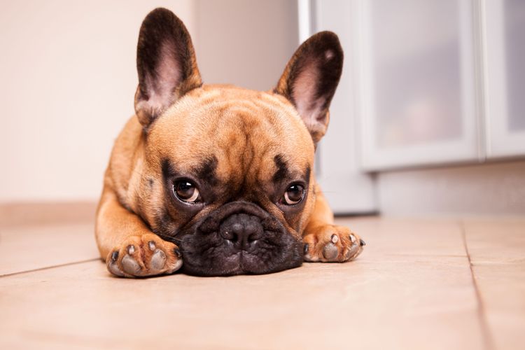 fawn Frenchie puppy dog, mammal, vertebrate, canidae, dog breed, fawn french bulldog puppy, skin, muzzle, brown black bulldog, carnivore, bat ears