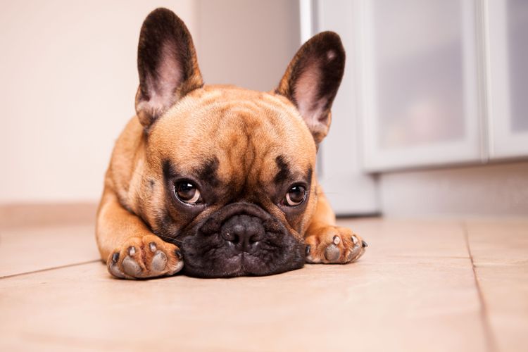 chien, mammifère, vertébré, canidé, race de chien, chiot bulldog français fauve, peau, museau, bulldog noir brun, carnivore, oreilles de chauve-souris