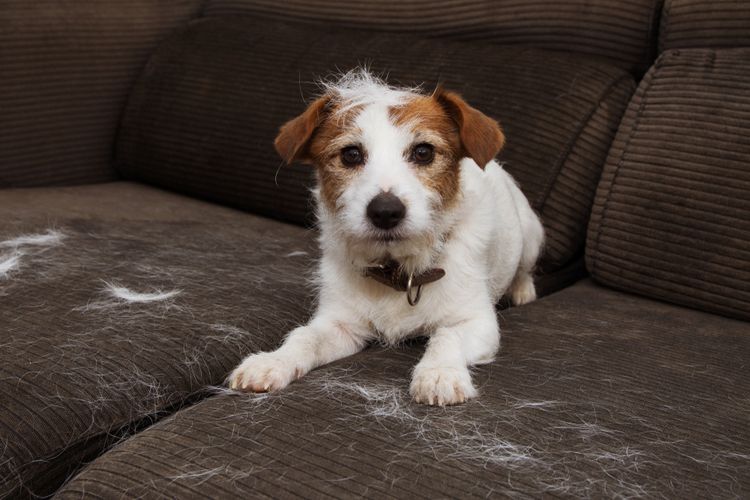 Hundehaare auf der Couch wegen Fellwechsel