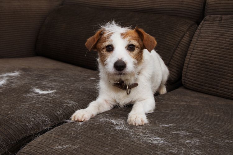 Dog hair on the couch because of coat change