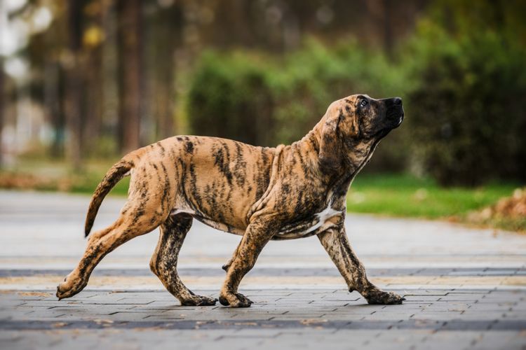 getigerter Fila Brasileiro, brasilianische Hunderasse, besondere Hunderasse, Färbung wie ein Tiger beim Hund, getigerter Hund, Welpe, brasilianischer Hund mit STreifen