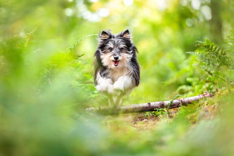Fotoshooting mit Hund Hund,Hunderasse,Pflanze,Fleischfresser,Rehkitz,Gras,Baum,Begleithund,Landtier,Schwanz,