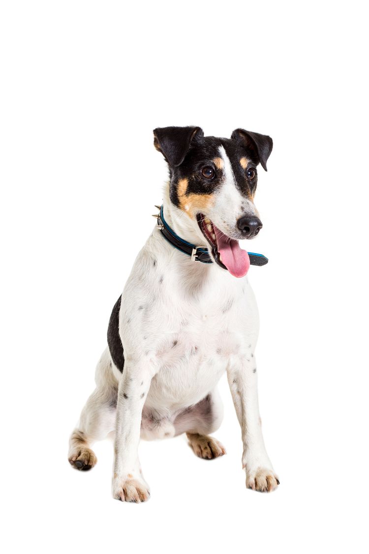 Foxterrier posiert im Studio auf grauem Hintergrund. Terrier mit blauem Halsband. isoliert