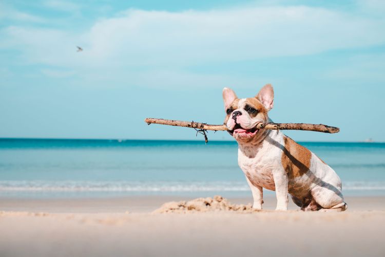 Mammifère, Canidae, chien, race de chien, carnivore, plaisir, été, vacances avec chien, bouledogue français brun blanc sur la plage, fauve,