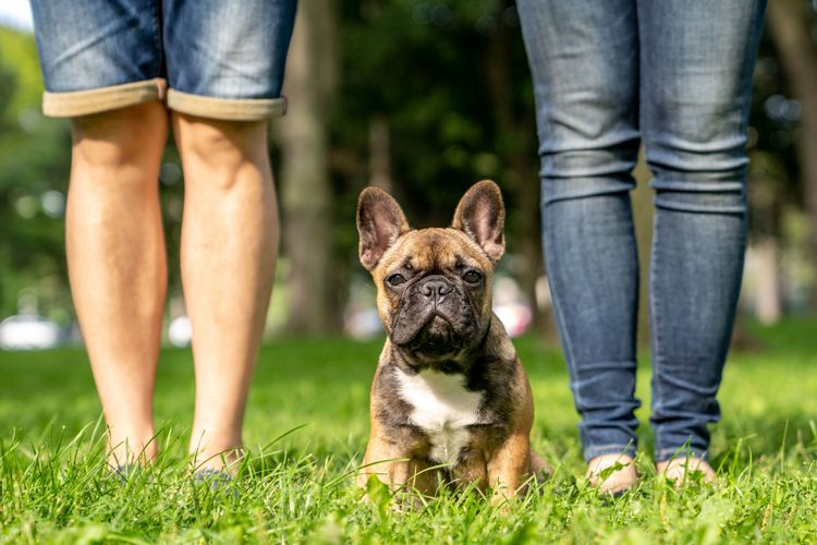 chien, mammifère, vertébré, race de chien, Canidae, bouledogue français fauve, herbe, carnivore, bouledogue contre l'homme, chien de compagnie, oreilles de chauve-souris, race de chien novice