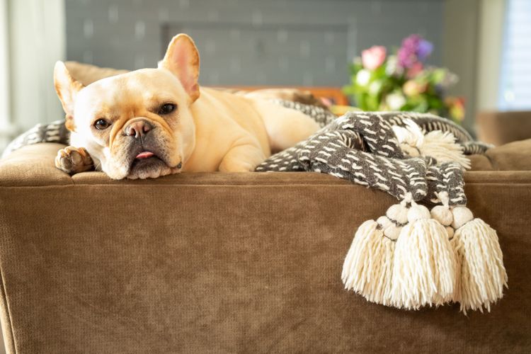 French Bulldog Sleeps Dog, Canidae, Light French Bulldog Sleeps, Dog Breed, Bulldog, Companion Dog, Fawn, Toy Bulldog, Snout, Carnivore,