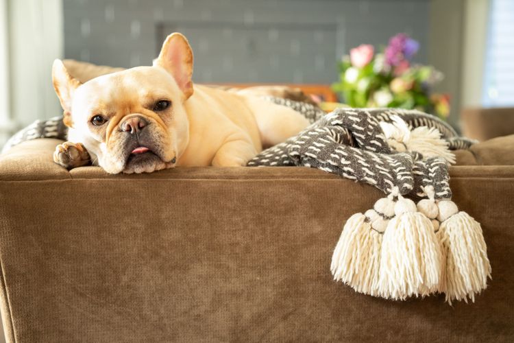 Dog, Canidae, Light French Bulldog Sleeps, Dog Breed, Bulldog, Companion Dog, Fawn, Toy Bulldog, Snout, Carnivore,