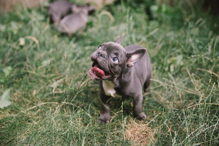 französische bulldogge welpe in grau weiß Hund schlauer als Katze