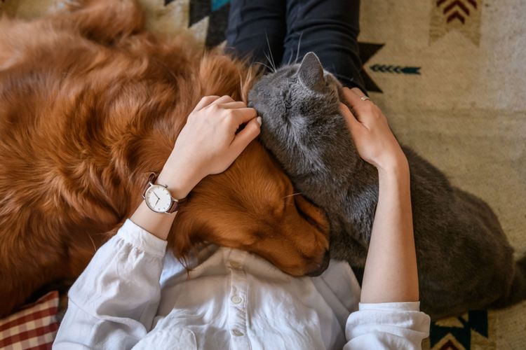 Canidae, Dog, Fur, Dog breed, Companion dog, Interaction, Sports group, Hand, Puppy, Carnivore, A woman cuddles with dog and cat on lap, Big brown dog and grey cat, Dog and cat love each other