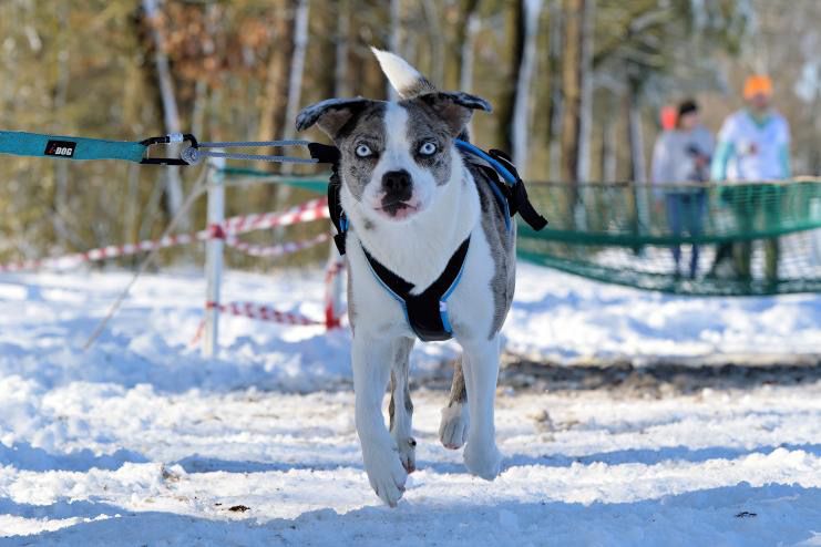 Blue French Bull Aussie aus Top Dog Germany 2023