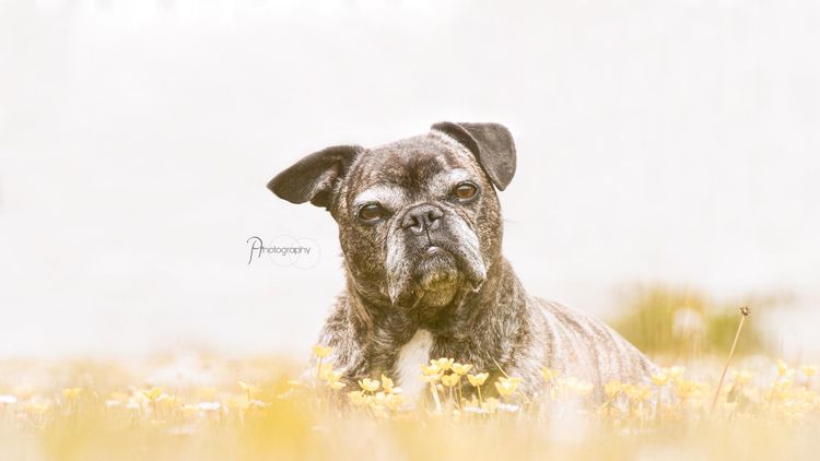 Frenchie Pug © Patricia Plazotta Hund,Wasser,Fleischfresser,Hunderasse,Arbeitstier,Kitz,Begleithund,Schnauze,Gras,Landtier,