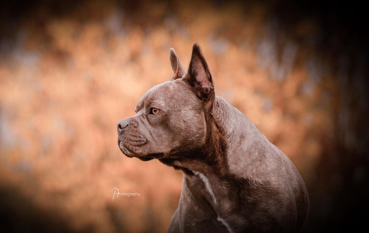 Hund,Hunderasse,Fleischfresser,Ohr,Rehkitz,Landtier,Schnurrhaare,Begleithund,Blitzlichtfotografie,Falten,