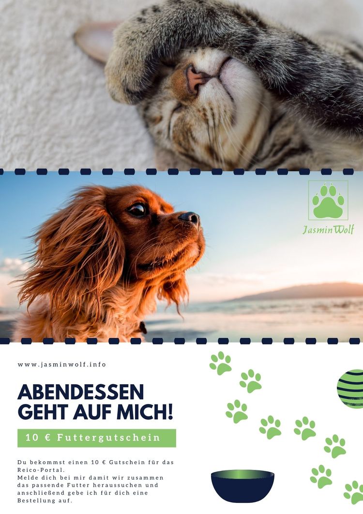Futter Gutschein von Reico Wirbeltier,Katze,Fleischfresser,Organismus,Säugetier,Felidae,Leber,Anpassung,Schnauze,Landtier,