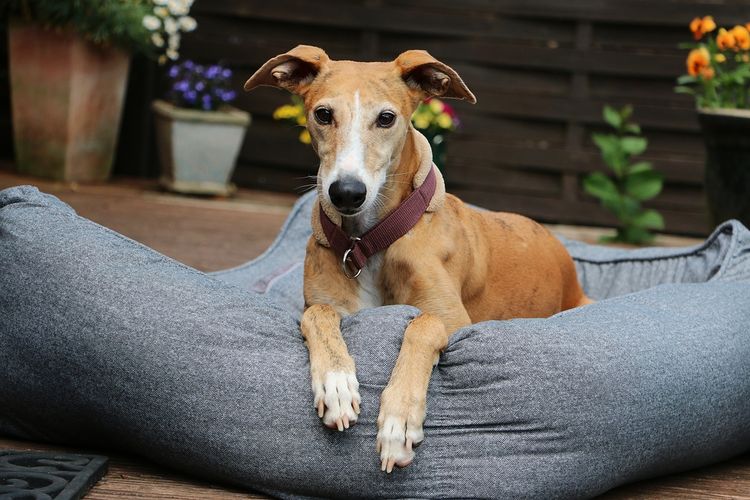 Galgo Espanol im Hundebett Hund, Pflanze, Hunderasse, Blumentopf, Hundezubehör, Fleischfresser, Halsband, Begleithund, Zimmerpflanze, Rehkitz,
