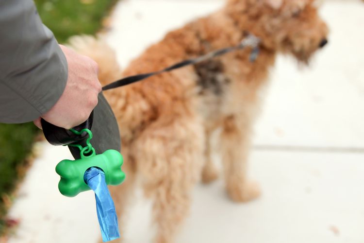doggy bag on the leash Dog laws in Germany