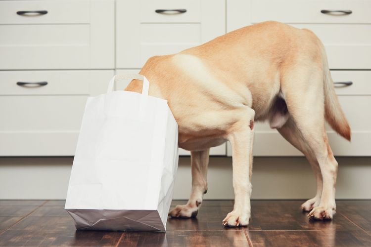 gelber Hund wühlt im Sack Weiß, Boden, Canidae, Schnauze, Hund, Hunderasse, Zimmer, Bein, Boden, Hartholz, Labrador Retriever wühlt im Einkaufstüte, großer gelber Hund
