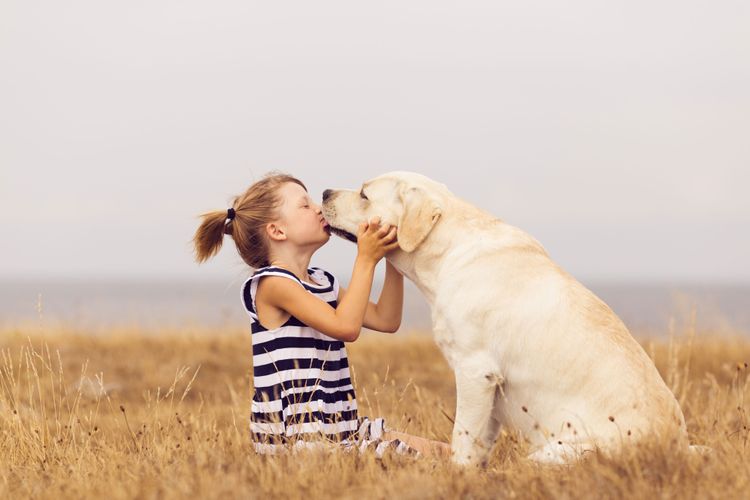 Therapiehund Labrador, weißer Labrador, großer Hund in der Schule. Hund mit Kind als therpeutische Maßnahme
