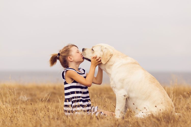 yellow labrador with girl kissing Therapy dog labrador, white labrador, big dog in school. Dog with child as therpeutic measure
