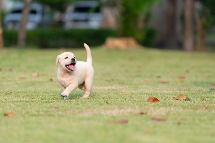 Dog, mammal, vertebrate, Canidae, dog breed, Labrador retriever, puppy, carnivore, yellow retriever, grass,