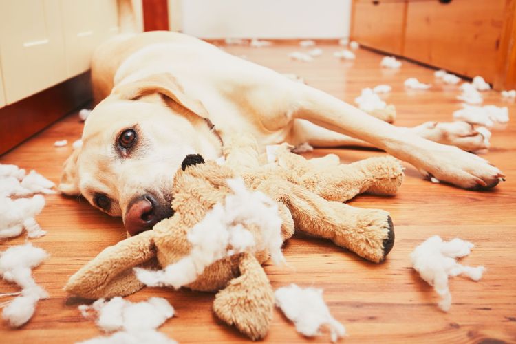 Canidae, Hund, Hunderasse, Fleischfresser, Begleithund, ein gelber Labrador liegt am Boden mit einem zerstörten Ikea Stoffhund und überall liegt das Innenleben des Stofftieres