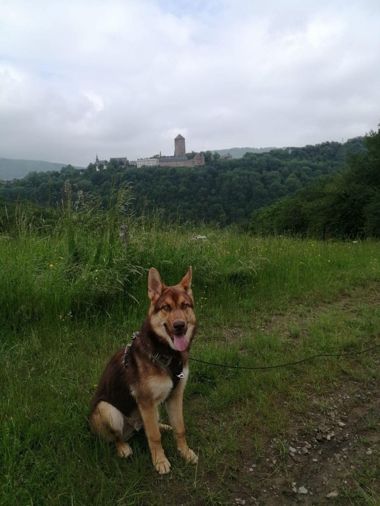 Himmel, Wolke, Hund, Pflanze, Hunderasse, Fleischfresser, Deutscher Schäferhund, Kitz, Gras, Begleithund,