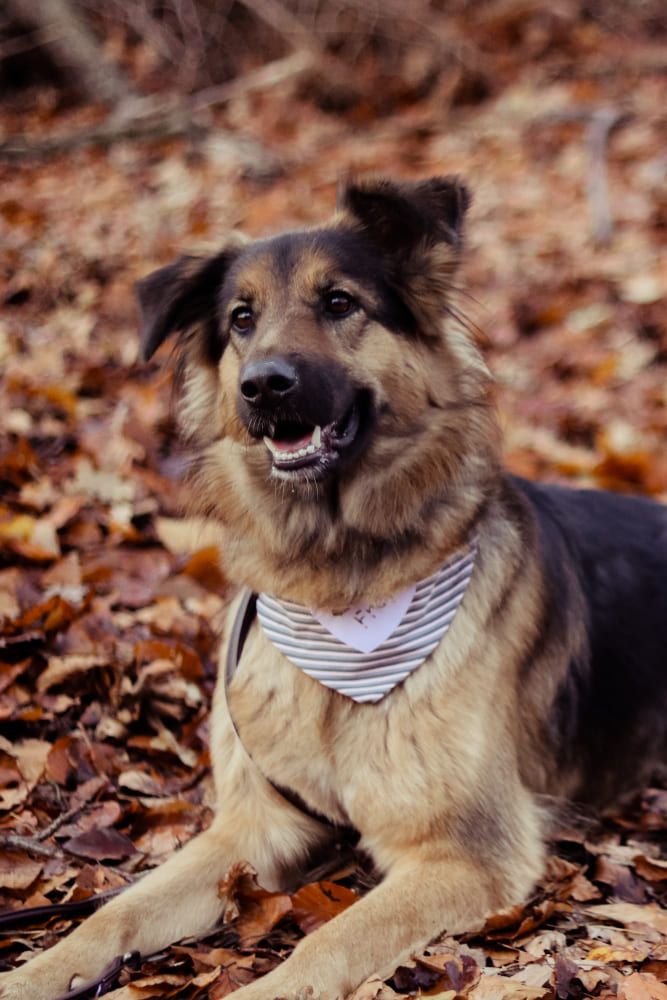 Hund,Fleischfresser,Hunderasse,Kitz,Pflanze,Begleithund,Schnauze,Sportliche Gruppe,Baum,Schnurrhaare,