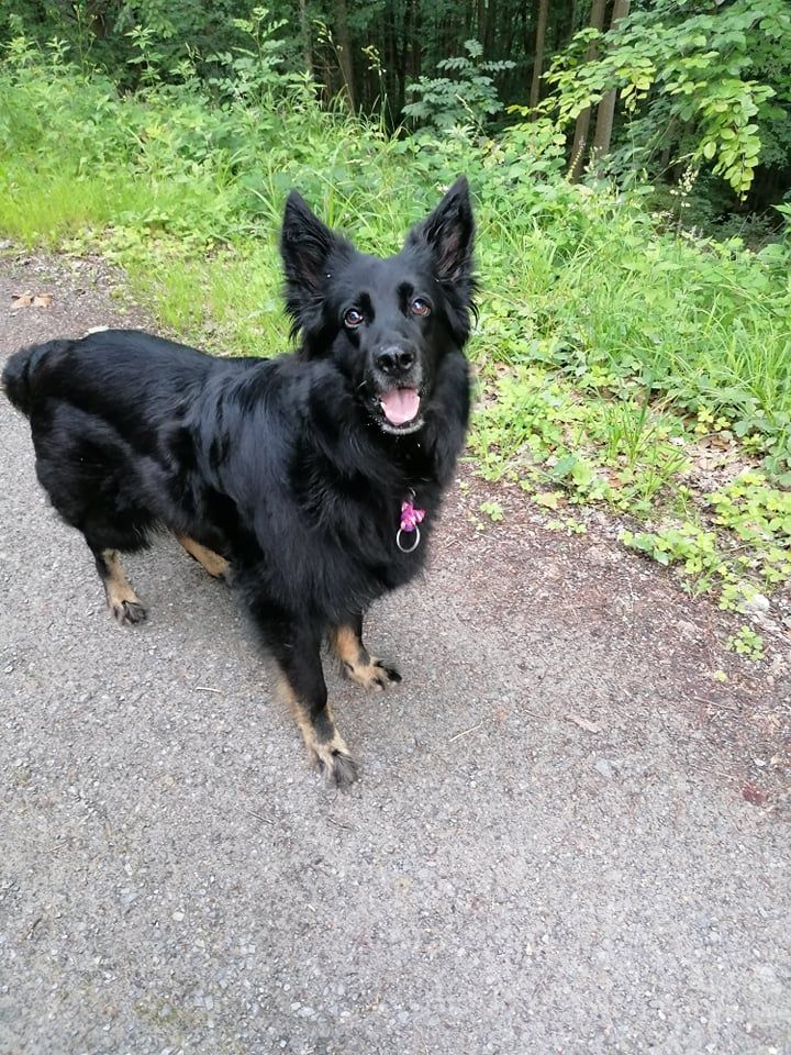 Hund,Pflanze,Fleischfresser,Hunderasse,Begleithund,Königlicher Schäferhund,Canidae,Straßenbelag,Schwarzer norwegischer Elchhund,Sportliche Gruppe,