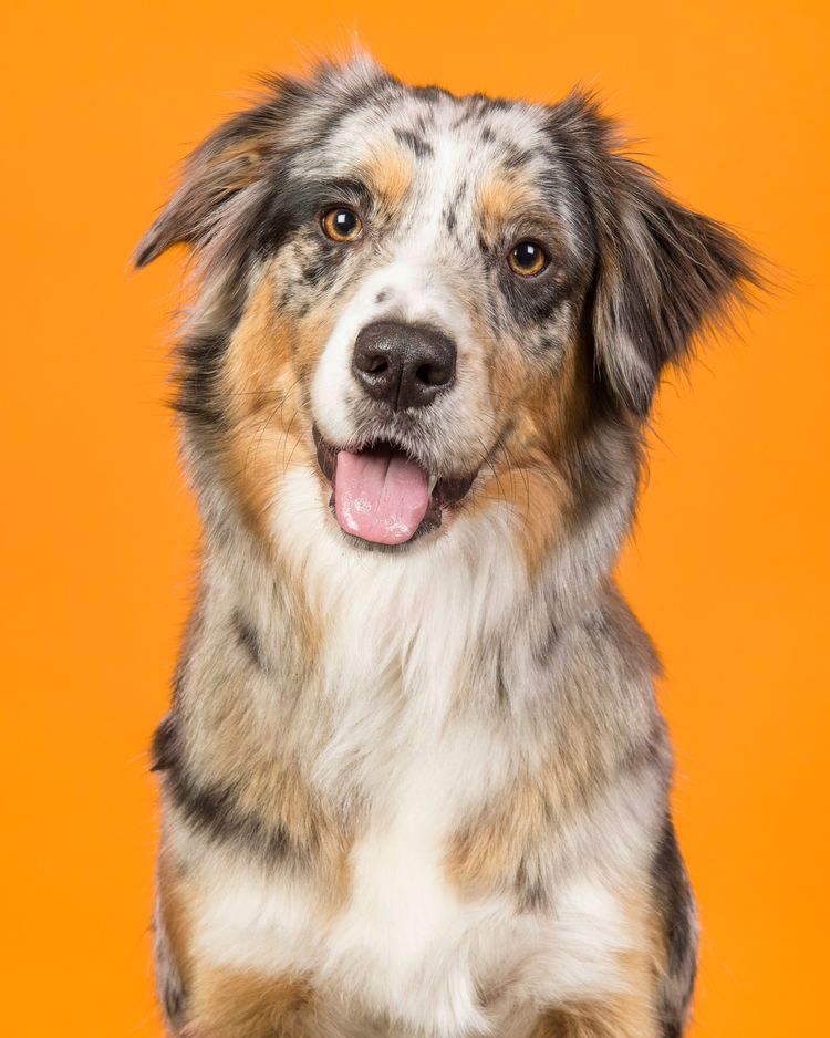 feliz pastor australiano naranja perro, mamífero, vertebrado, collie australiano, raza de perro, cánidos, pastor australiano, carnívoro, pastor australiano con manchas alegres sobre fondo naranja