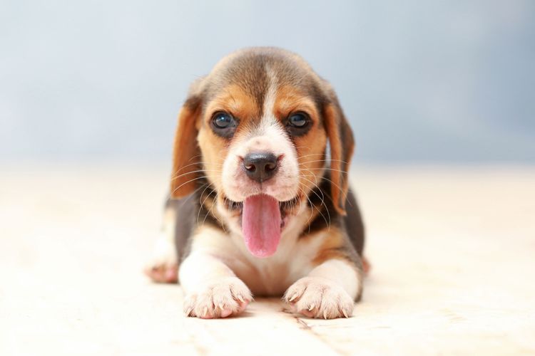 Hund, Säugetier, Wirbeltier, Hunderasse, Canidae, Welpe, Beagle, Fleischfresser, Beaglier, Taschenbeagle, glücklicher gefleckter Beagle Welpe liegt auf Holzboden